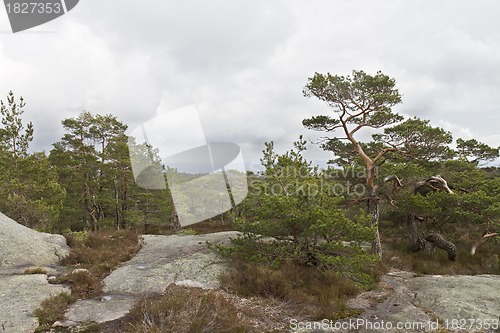 Image of rural forest in norway