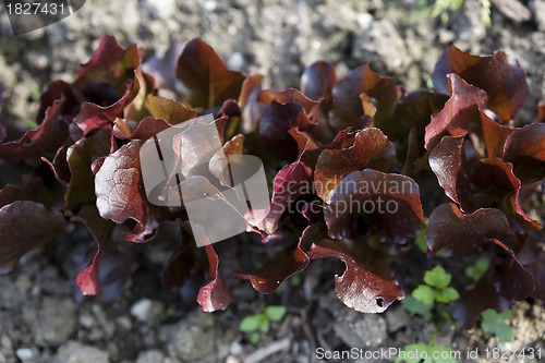 Image of Salad growing