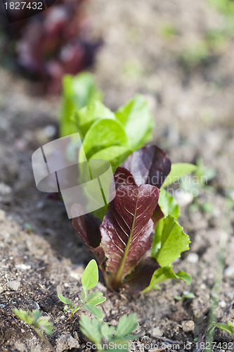 Image of Salad growing