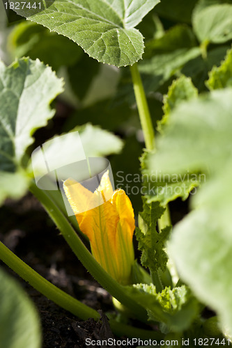 Image of Zucchini flower