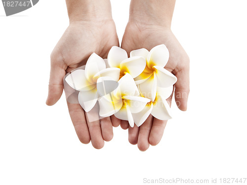Image of Plumerias flowers