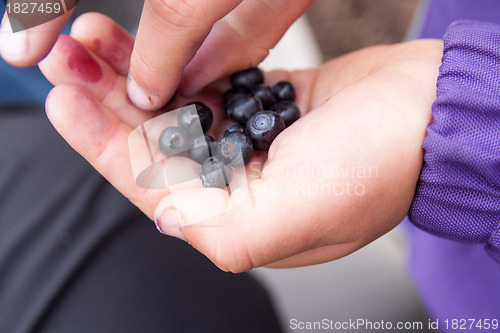 Image of Blueberries in my hand
