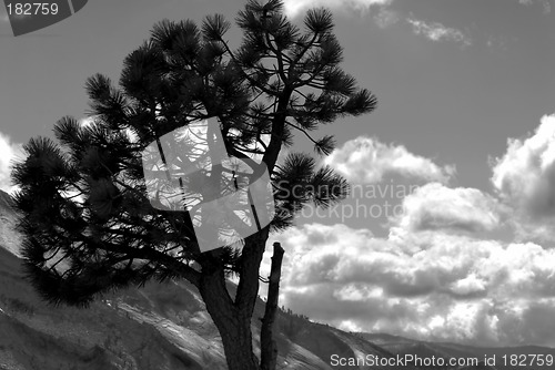 Image of Black and white image of lone pine against a mountain background