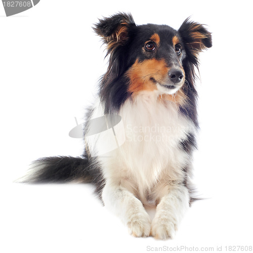 Image of shetland dog