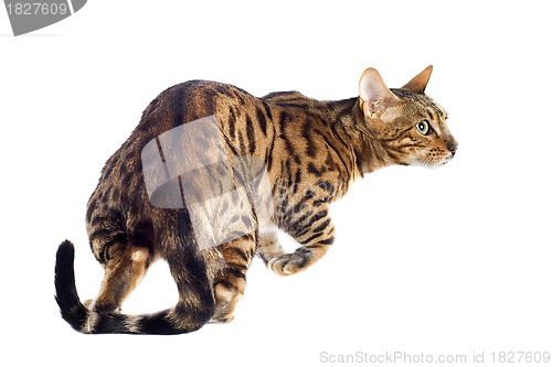 Image of bengal cat