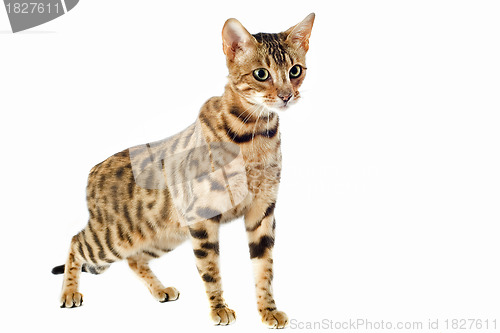 Image of bengal cat