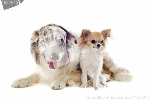 Image of border collie and chihuahua