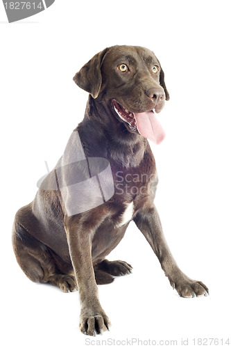 Image of labrador retriever