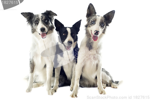 Image of border collies