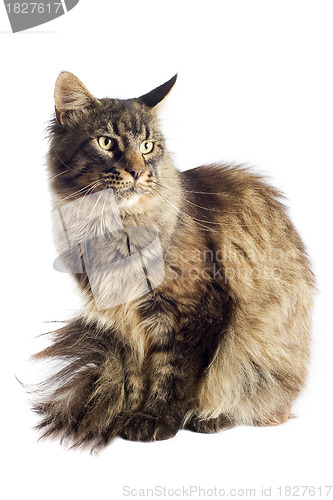 Image of maine coon cat