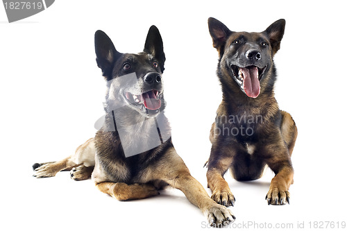 Image of malinois