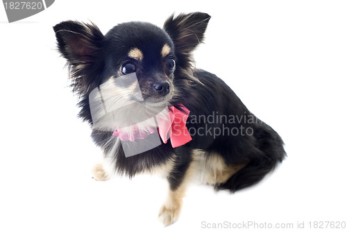 Image of puppy chihuahua