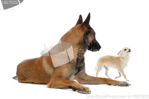 Image of chihuahua and malinois