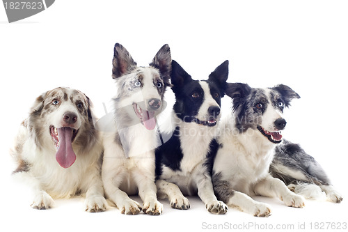 Image of border collies