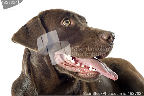 Image of labrador retriever