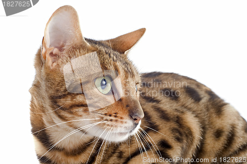 Image of bengal cat