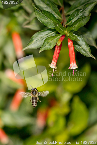 Image of A bee in the air