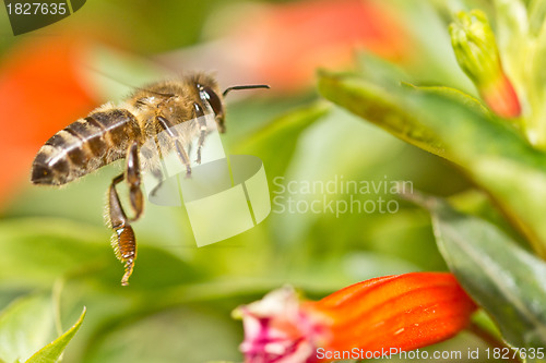 Image of A bee in the air