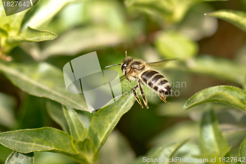 Image of A bee in the air