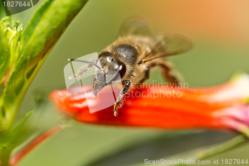 Image of A bee about to take off