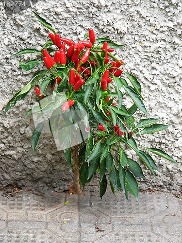 Image of Red Pepper Bush