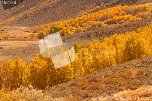 Image of A valley filled with golden aspen trees