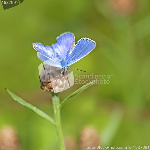 Image of Common blue butterfly