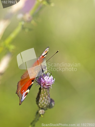 Image of European peacock butterfly