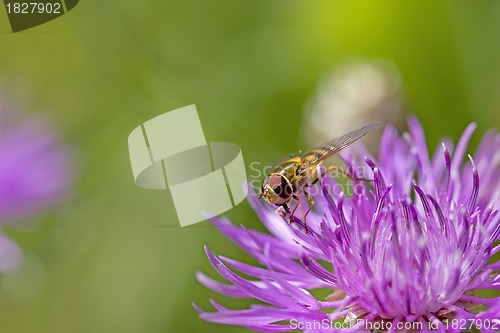 Image of Hoverfly on knapweed