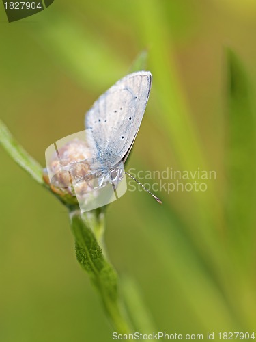 Image of Common blue butterfly