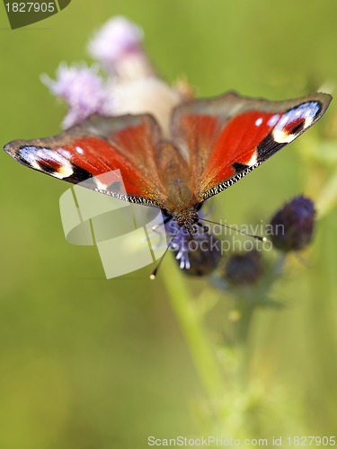 Image of European peacock butterfly
