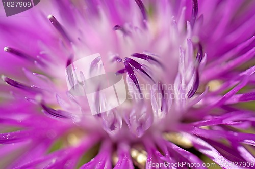 Image of Brown ray knapweed