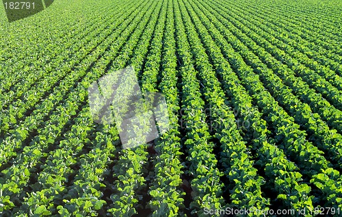 Image of The green agricultural fields before the harvest