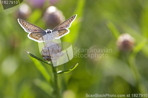 Image of Common blue butterfly