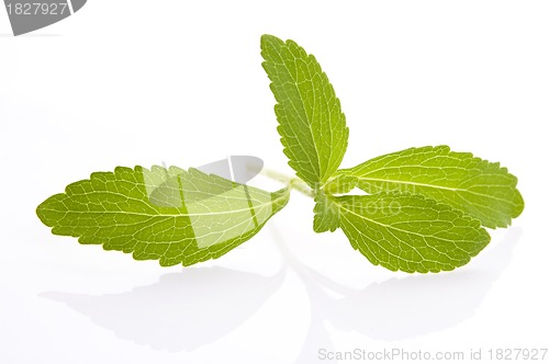 Image of Stevia Rebaudiana leafs isolated on white background 