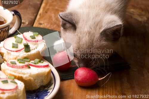Image of Adorable small kitten and breakfast