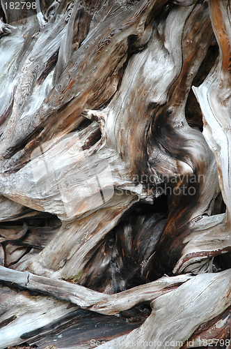 Image of Tree Bark