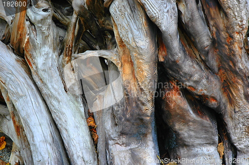 Image of Tree Bark
