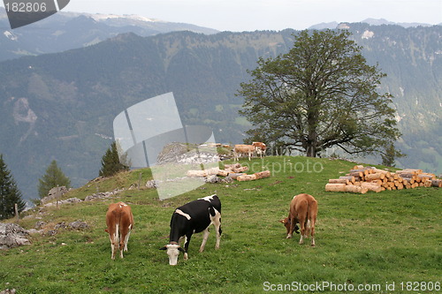 Image of Cows in the alps