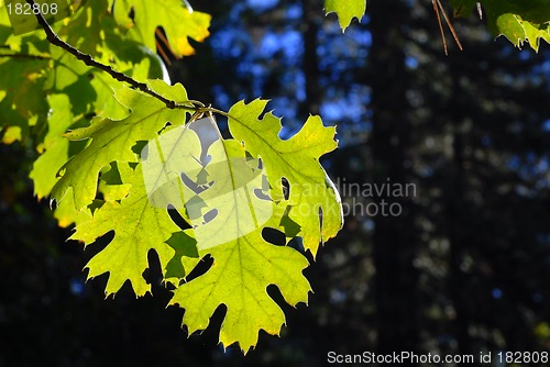 Image of Backlit green leaf in a forest against a deep blue sky