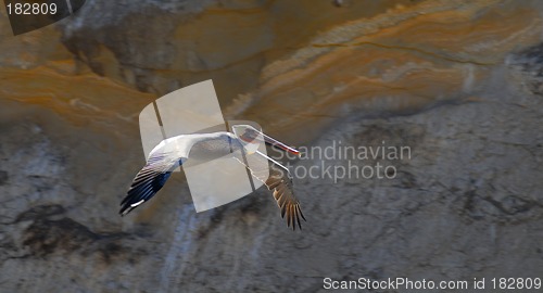 Image of Colorful white pelican in flight