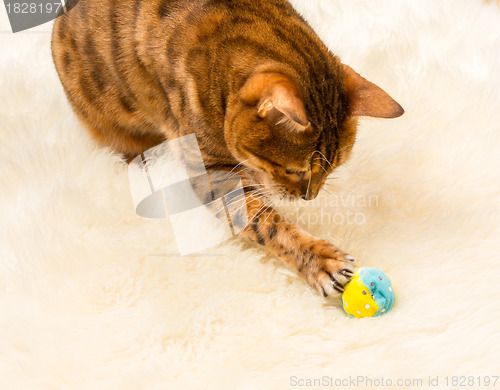 Image of Orange brown bengal cat on wool rug