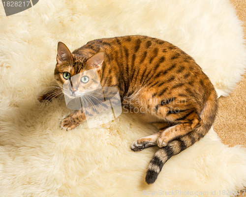 Image of Orange brown bengal cat on wool rug