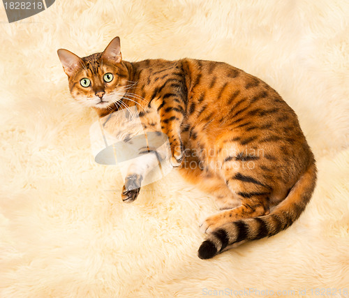 Image of Orange brown bengal cat on wool rug