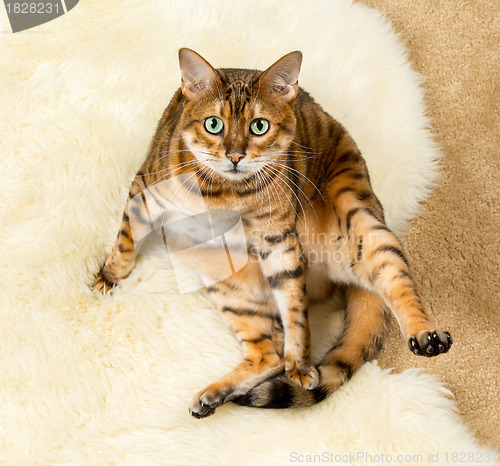 Image of Orange brown bengal cat on wool rug
