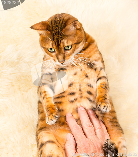 Image of Orange brown bengal cat on wool rug