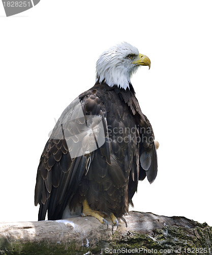 Image of American Bald Eagle