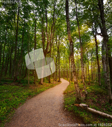 Image of Walking Path