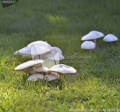 Image of White Mushrooms