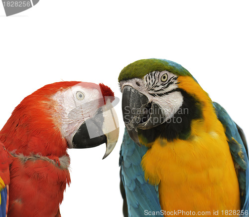 Image of Parrots